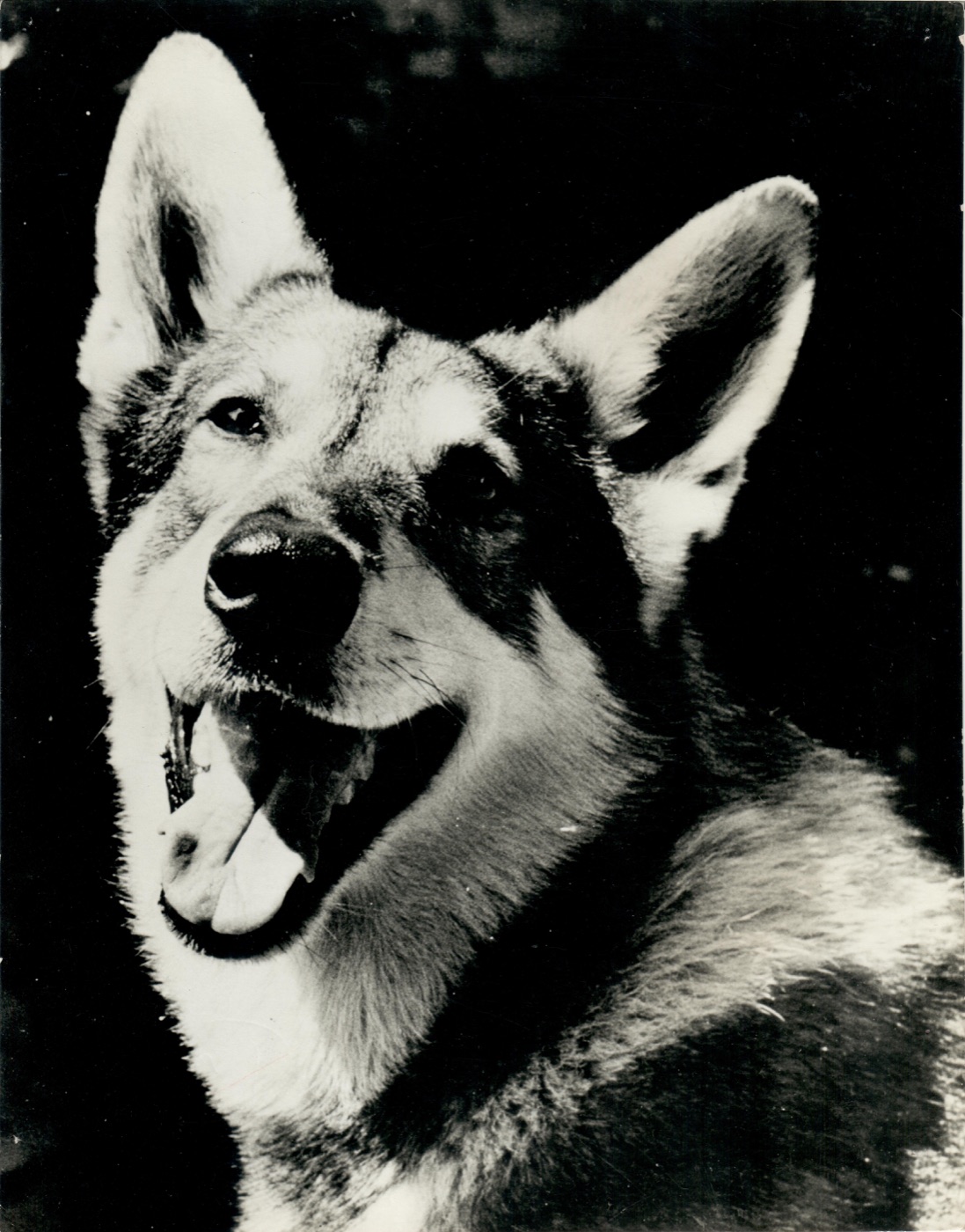 Black-and-white ABC Television publicity portrait of the dog identified on the print as London