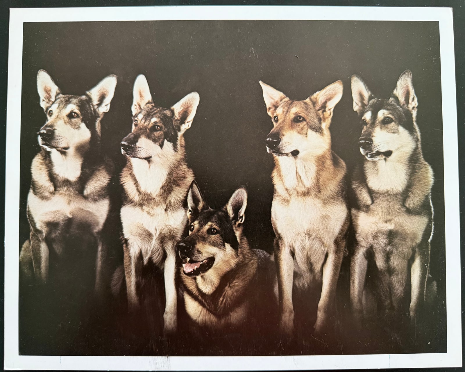 Five German Shepherds posed together, four sitting behind one reclining in the centre, with the complete print border visible.