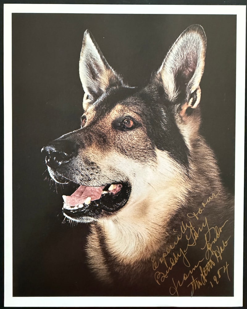 Colour publicity portrait of London, with the complete print border and The Littlest Hobo inscription dated 1984.