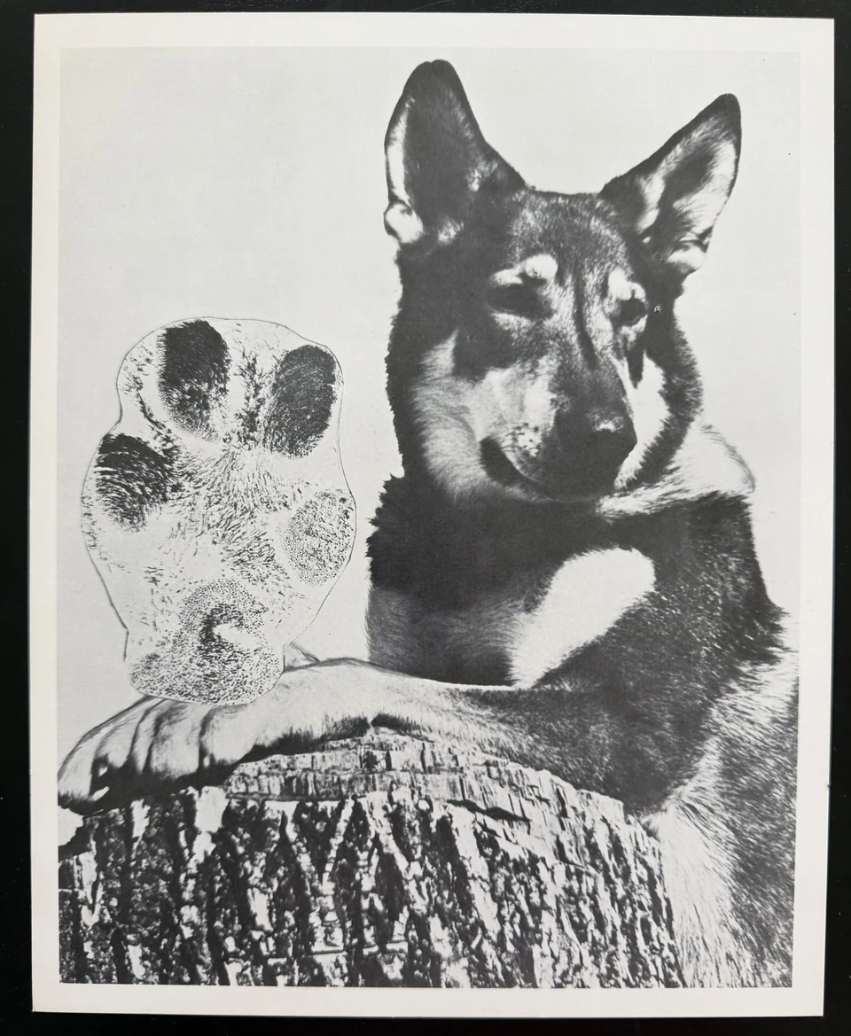 London resting his paw on a tree stump beside a large pawprint illustration.