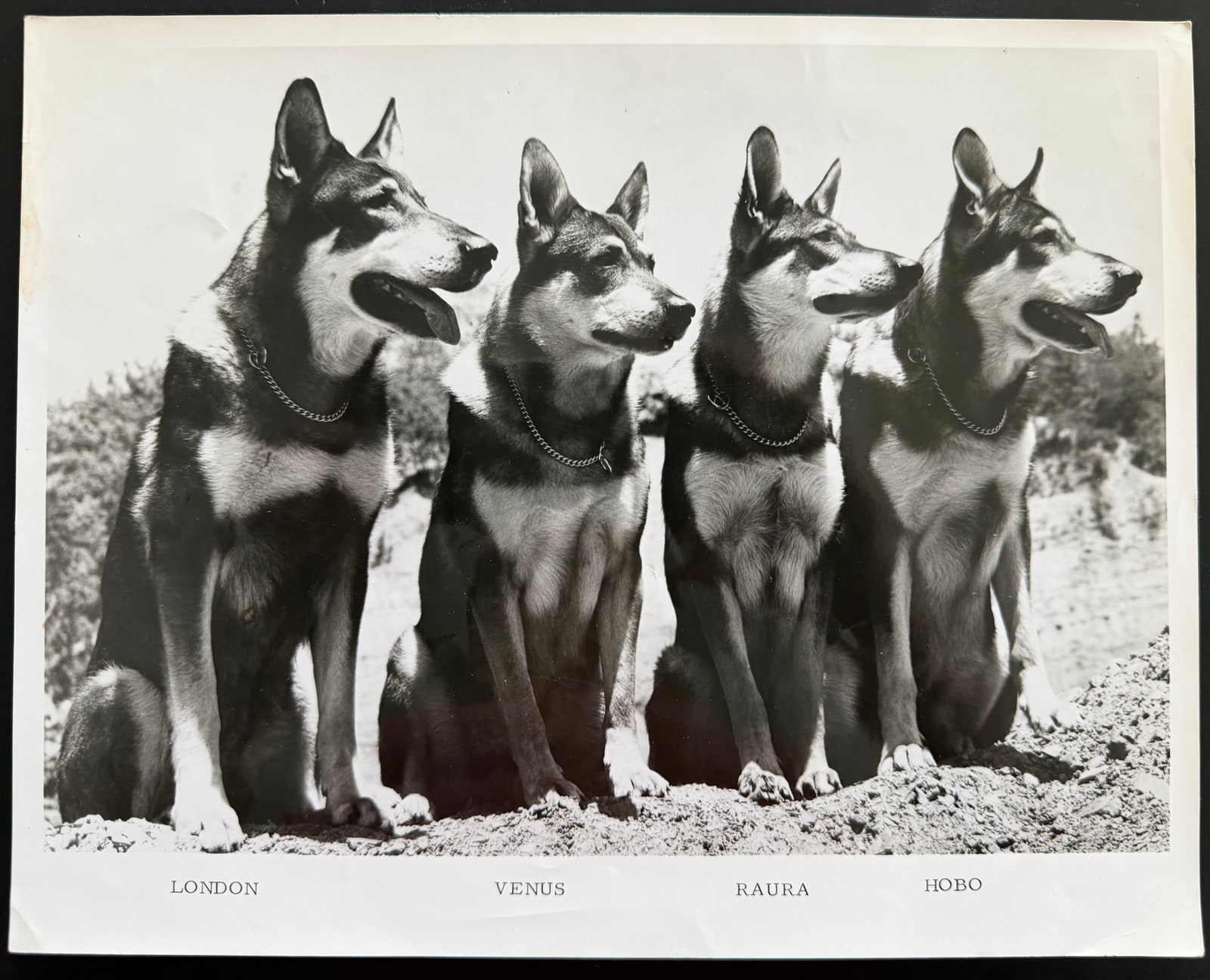 Four dogs sitting together in a publicity print, labelled left to right London, Venus, Raura and Hobo.