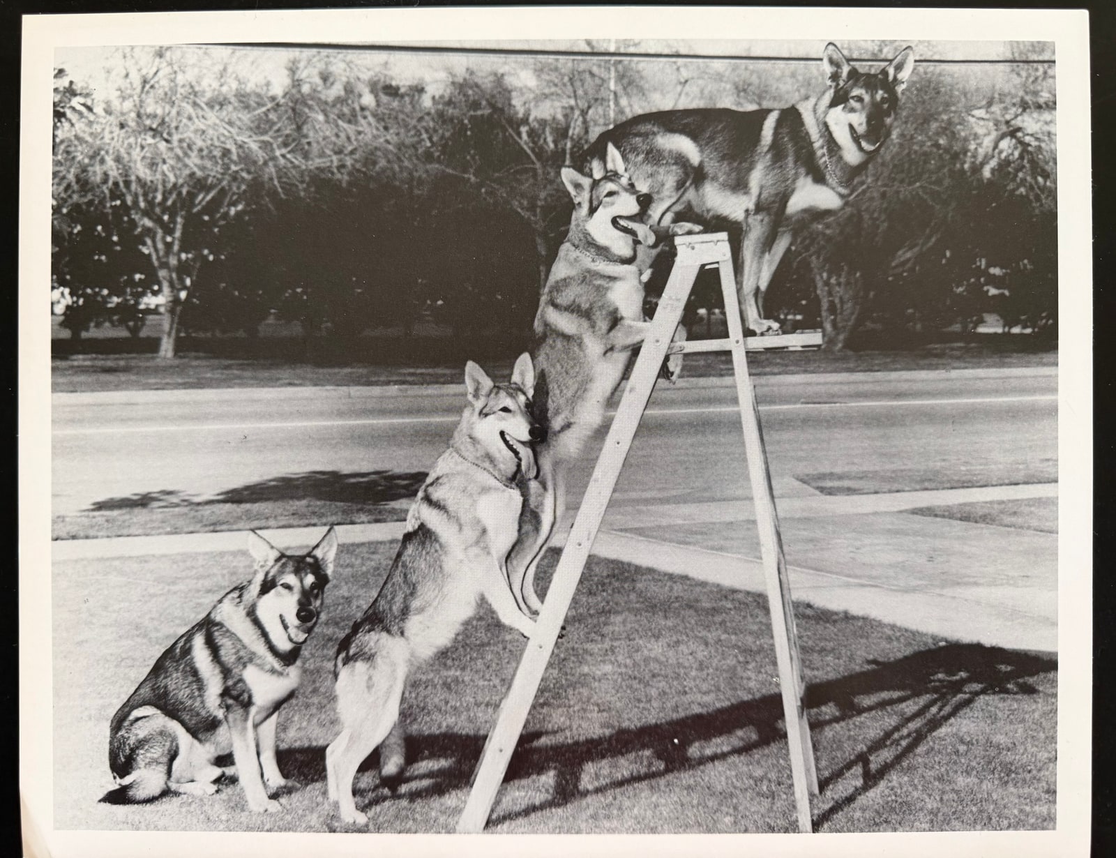 Four German Shepherds posed at different heights on and beside a stepladder, with the complete print visible.